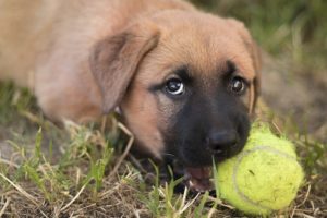 dog biting a ball