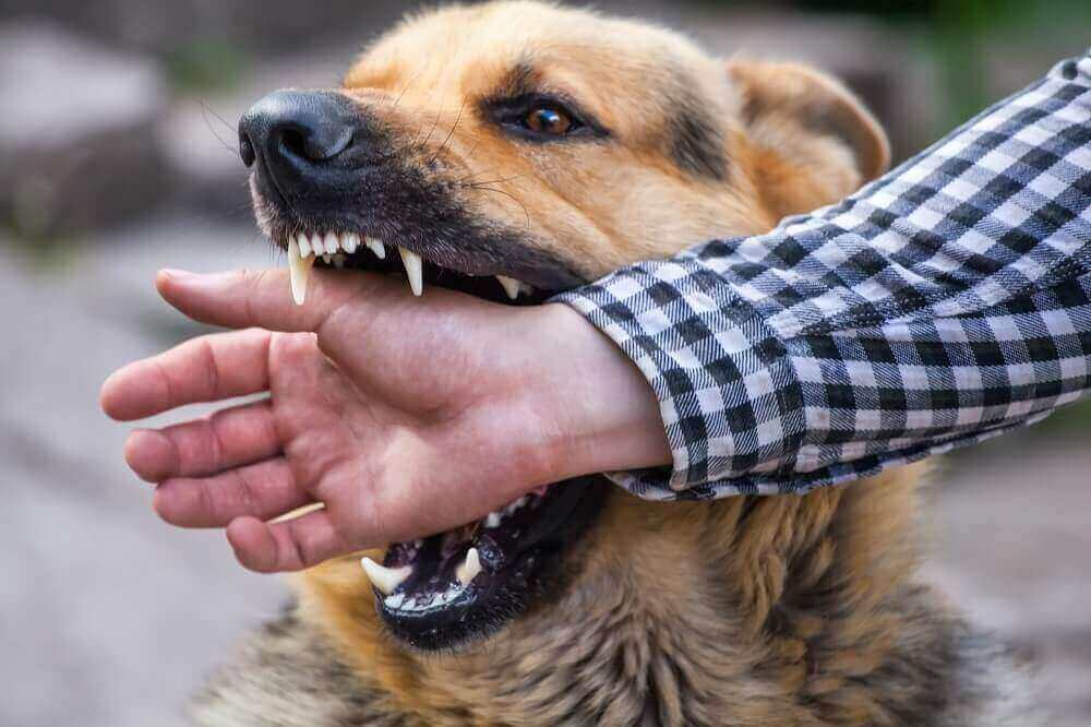 German shepherd dog biting the hand of the stranger.